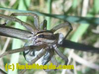 /home//u458753944/public_html/sourcegallery//Insects and small critters/spiders and kin (Arachnida)/P1080730.JPG